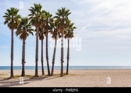 Palmen Sie im Strand der Coma-Ruga, El Vendrell, Katalonien, Spanien. Stockfoto