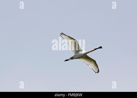 Löffler (Platalea Leucorodia) im Flug Stockfoto