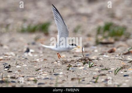 Zwergseeschwalbe (Sternula Albifrons) fliegen mit einem Fisch Stockfoto