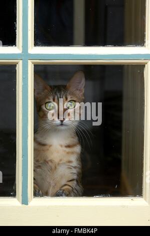 Katze (Felis Silvestris Catus), ägyptische Mau Stockfoto