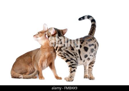 Katze (Felis Silvestris Catus), Bengal-Katze und Abessinier Katze Stockfoto