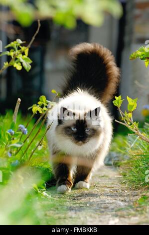 Katze (Felis Silvestris Catus), heiligen Katze von Birma Stockfoto