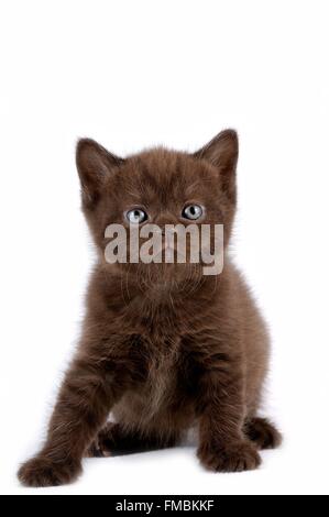 Katze (Felis Silvestris Catus), Britisch Kurzhaar Stockfoto