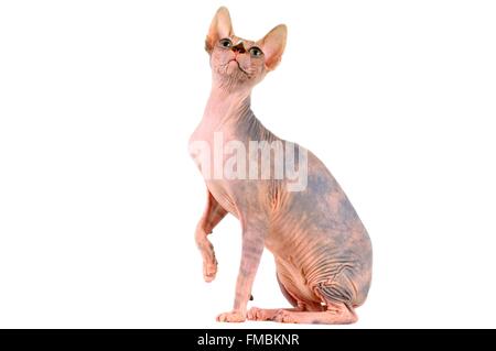 Katze (Felis Silvestris Catus), Sphynx Stockfoto