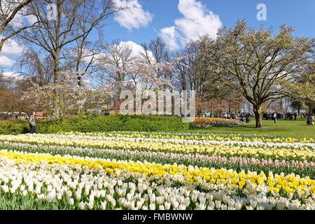 Niederlande, Provinz Süd-Holland, Lisse, floral Park von Keukenhof Stockfoto