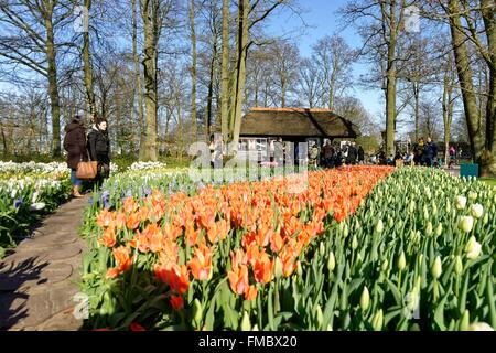 Niederlande, Provinz Süd-Holland, Lisse, floral Park von Keukenhof Stockfoto