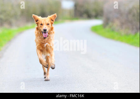 Golden Retriever mit Drehzahl Stockfoto