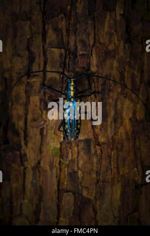 Frankreich, Guyana, Französisch Guyana Amazonas Park, Herz-Bereich, Camopi, Longhorn Beetle auf einem Baumstamm, Mount Itoupe (830 m), die zweite Stockfoto