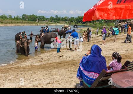 Nepal, Narayani Zone, Sauraha, Chitwan national Park als Weltkulturerbe der UNESCO, Elefanten Baden im Fluss Rapti aufgeführt Stockfoto