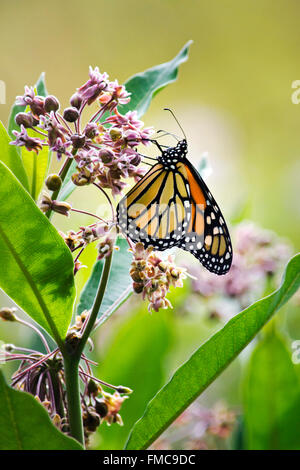 Monarch-Schmetterling Fütterung auf Wolfsmilch Blume, Seitenansicht mit Flügeln geschlossen. Stockfoto