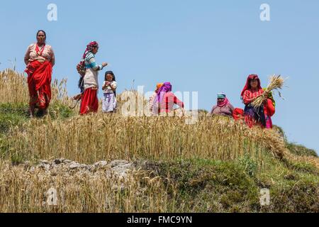 Nepal, Bagmati Zone, Chunikel, Frauen, die Ernte des Weizens Stockfoto