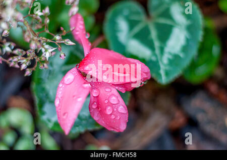 In der Nähe von Rosa Alpenveilchen blühen, Regen fällt auf Blütenblättern w/herzförmigen Blätter von oben im Blumengarten gesehen in Regen, Makro botanischen abstrakt. Stockfoto