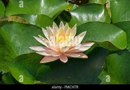 Orange Seerose und Seerosen in einem See in der Nähe von Brisbane, Queensland, Australien Stockfoto