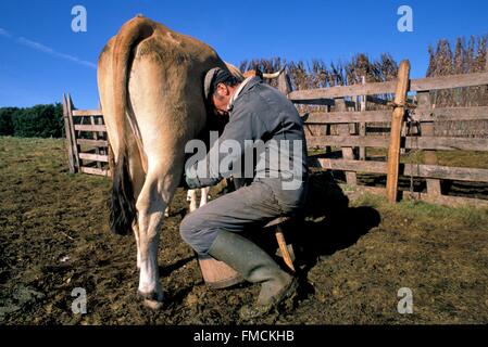 Frankreich, Aveyron, Aubrac, Melken eine Kuh an der Buron de Camejane Stockfoto