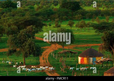 Senegal, Sahel, Ferlo Region, Widou Thiengoly, typische Landschaft der Sahel-Zone Stockfoto