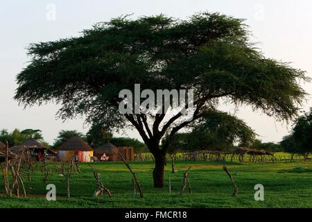 Senegal, Sahel, Ferlo Region, Widou Thiengoly, aegyptiaca Stockfoto