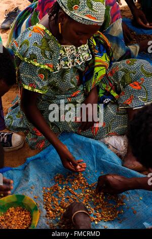 Senegal, Sahel, Ferlo Region, Widou Thiengoly Sortierung Samen Stockfoto