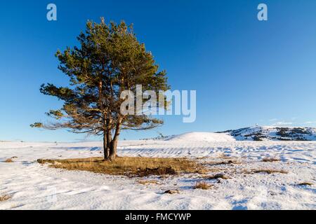 Frankreich, Alpes Maritimes, regionalen natürlichen reserve von Voralpen Azur, Caussols, Kiefer (Pinus Sylvestris) einsame Stockfoto