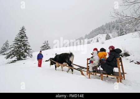 Frankreich, Vogesen, La Bresse, Saichy Bauernhof, Schlittenfahrt gezogen von einem Ochsen-Rennen vogesischen Stockfoto