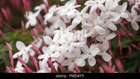 Rosa (aka White Jasmine) - Jasmin Jasminum Polyanthum in voller Blüte. Stockfoto