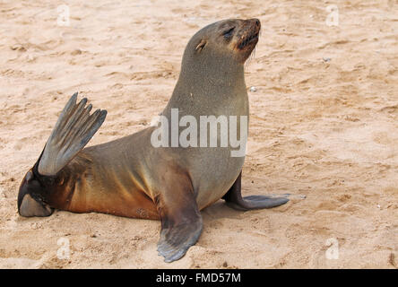 Südafrikanischer Seebär, Cape cross, Arctocephalus percivali Stockfoto