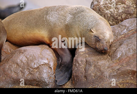 schlafende südafrikanischer Seebär, Cape cross, Arctocephalus percivali Stockfoto