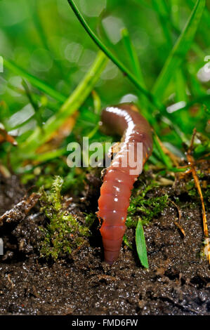 Gemeinsamen Regenwurm / BVG Wurm (Lumbricus Terrestris) Graben in den Boden im Garten Rasen Stockfoto