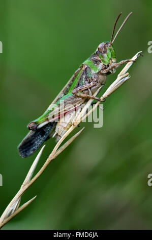 Lange geflügelte Heuschrecke (Aiolopus Thalassinus / Epacromia Thalassina) im Grünland Stockfoto