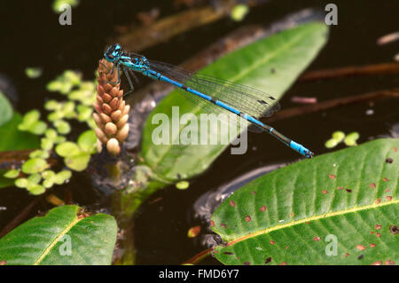 Azure Damselfly / Azure Bluet (Coenagrion Puella) männlich auf aquatische Blume im Teich Stockfoto