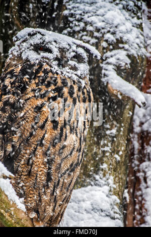 Eurasische Adler-Eule / Europäische Uhu (Bubo Bubo) mit Gesicht im Schnee bedeckt thront im Baum während der Schneedusche im Winter Stockfoto