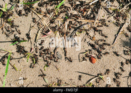Black-backed Wiese Ameisen (Formica Pratensis / Formica Pratensis var. Nigricans) auf Nahrungssuche am Boden Stockfoto