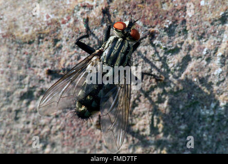 Gemeinsamen Fleisch Fly (Sarcophaga Carnaria / Musca Carnaria), großaufnahme Porträt Stockfoto