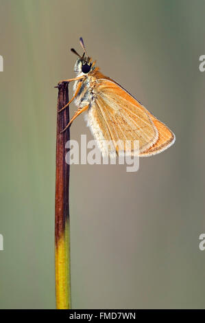 Essex Skipper / European Skipper (Thymelicus kleine) Stockfoto