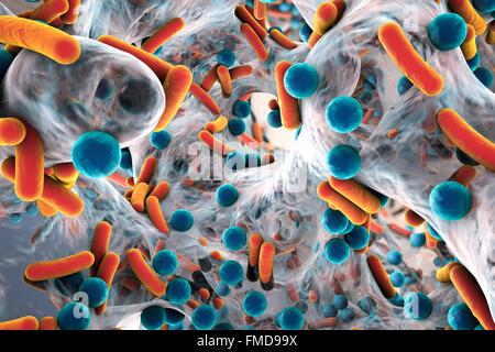 Kugelförmige Bakterien und stäbchenförmige Bakterien im Biofilm, Abbildung. Ein Biofilm ist eine Kolonie von Bakterien, die eine Beschichtung auf einer Oberfläche bildet. Gemeinsame Plätze für Biofilme zu entwickeln, sind in den Mund, wo sie verursachen Karies und Zahnfleischerkrankungen auf Kontaktlinsen, wo sie Augeninfektionen, verursachen können, auf Felsen, die ins Wasser getaucht und Industrieanlagen, wo sie Verschmutzungen verursachen können. Stockfoto