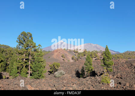 Lava mit Sicht auf den Vulkan Teide und Pico Viejo, Nationalpark Teide, Teneriffa, Kanarische Inseln, Spanien Stockfoto