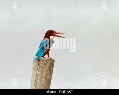 Weiße-throated Eisvogel (Halcyon Smyrnensis), Kho Kham, Samut Sakhon, Thailand Stockfoto