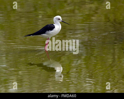 Stelzenläufer (Himantopus Himantopus), männliche in Wasser, Laem Pak Bia, Pak Thale, Deutschland Stockfoto