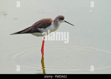 Juvenile Stelzenläufer (Himantopus Himantopus) in Wasser, Laem Pak Bia, Pak Thale, Deutschland Stockfoto