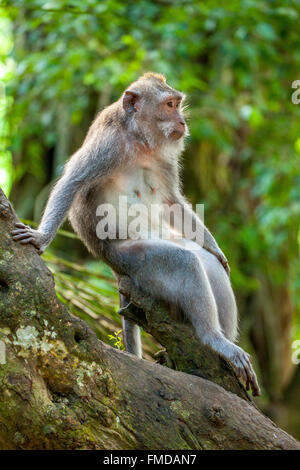 Krabbe-Essen Makaken (Macaca Fascicularis) sitzend auf Baumstamm, Ubud Affenwald, Sacred Monkey Forest Sanctuary, Padangtegal Stockfoto