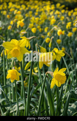 Gelbe Narzissen im Wald mit einem Teppich von Farbe im Frühjahr gepflanzt. Stockfoto
