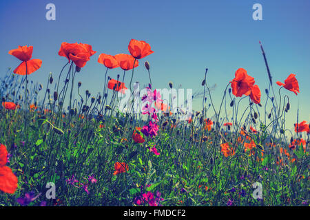 Mohn Blumen gegen den Himmel Stockfoto