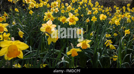 Gelbe Narzissen im Wald mit einem Teppich von Farbe im Frühjahr gepflanzt. Stockfoto