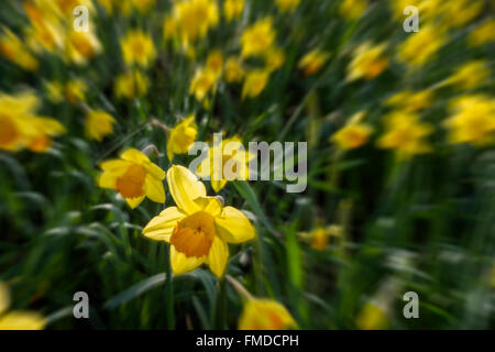 Gelbe Narzissen im Wald mit einem Teppich von Farbe im Frühjahr gepflanzt. Stockfoto