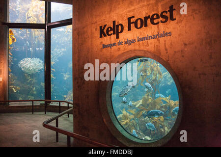 Kelpwald Anzeige bei Monterey Bay Aquarium,California,U.S.A.,United Staaten von Amerika, Stockfoto