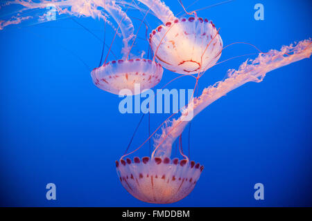 Quallen im Monterey Bay Aquarium,California,U.S.A.,United Staaten von Amerika Stockfoto