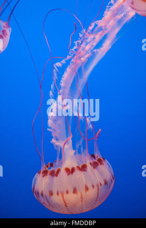 Quallen im Monterey Bay Aquarium,California,U.S.A.,United Staaten von Amerika Stockfoto