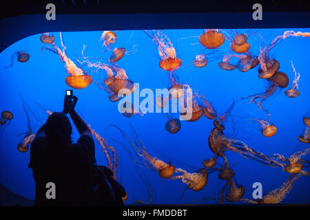 Anzeige von Quallen im Monterey Bay Aquarium,California,U.S.A.,United Staaten von Amerika zu fotografieren, Stockfoto