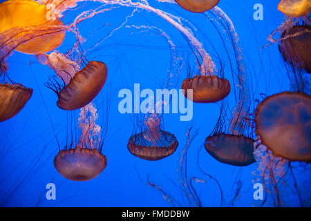 Anzeige von Quallen im Monterey Bay Aquarium,California,U.S.A.,United Staaten von Amerika zu fotografieren, Stockfoto