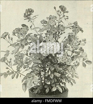Dreer Großhandel Preisliste - Blumenzwiebeln Pflanzen blühen Saatgut Gemüsesamen Rasen Samen Dünger, Insektizide, Werkzeuge, etc. (1905)