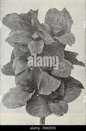 Dreer Großhandelspreisliste - Blume Pflanzen Gemüsesamen Samen, Rasen Samen, Dünger, Insektizide, Zubehör, etc., etc. (1906)